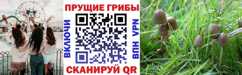 Галлюциногенные грибы GOLDEN TEACHER  дарнет шоп  Алагир 
